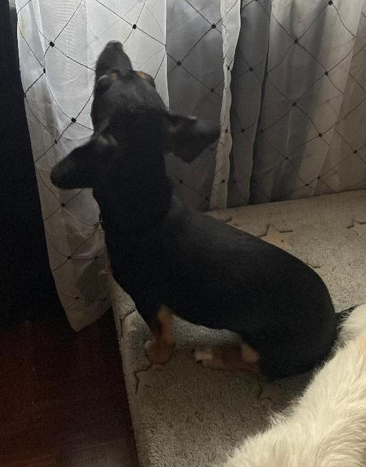 Enlarge Shorty, an adopted mixed breed in Englishtown, NJ image 4/5