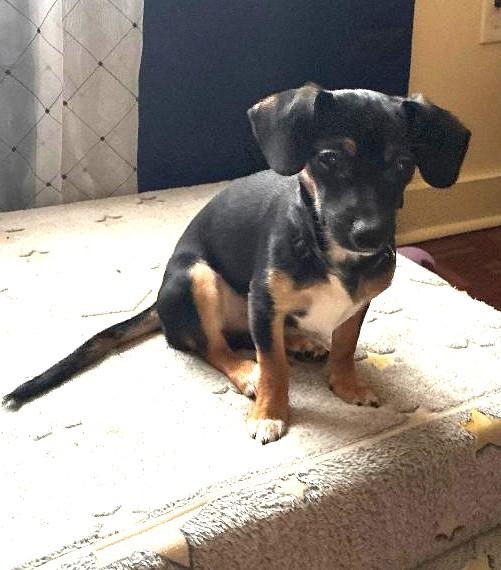 Enlarge Shorty, an adopted mixed breed in Englishtown, NJ image 2/5