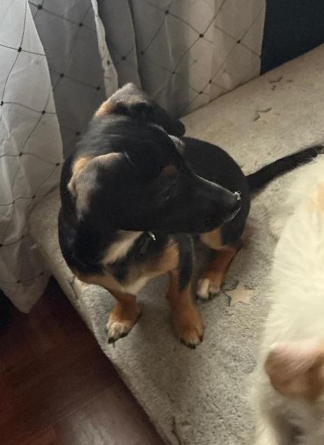 Enlarge Shorty, an adopted mixed breed in Englishtown, NJ image 3/5