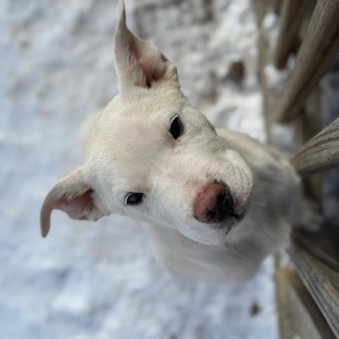 Enlarge Birch, a ADOPTABLE mixed breed in Copper Hill, VA image 3/5