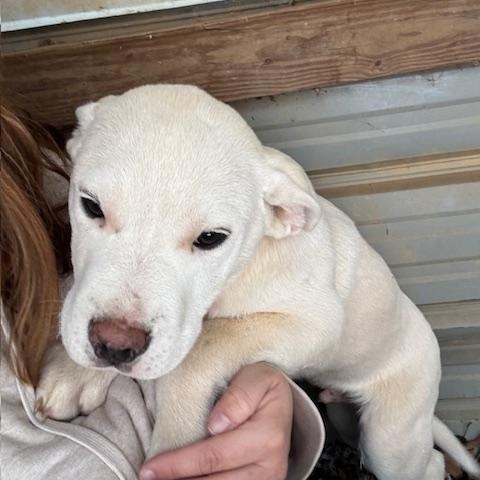 Enlarge Birch, a ADOPTABLE mixed breed in Copper Hill, VA image 5/5