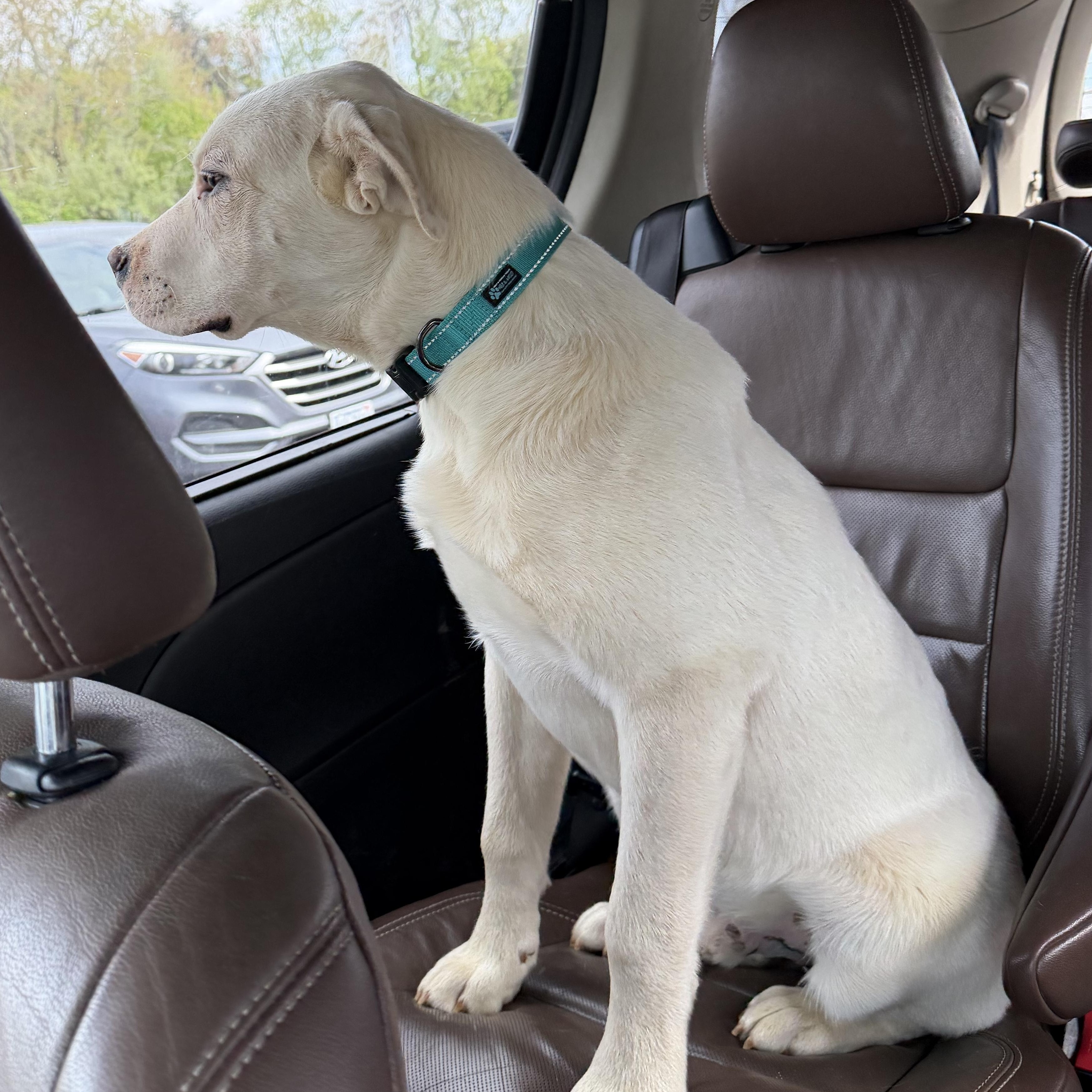 Enlarge Birch, a ADOPTABLE mixed breed in Copper Hill, VA image 4/4