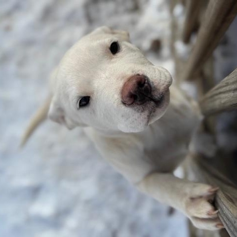Enlarge Birch, a ADOPTABLE mixed breed in Copper Hill, VA image 1/5