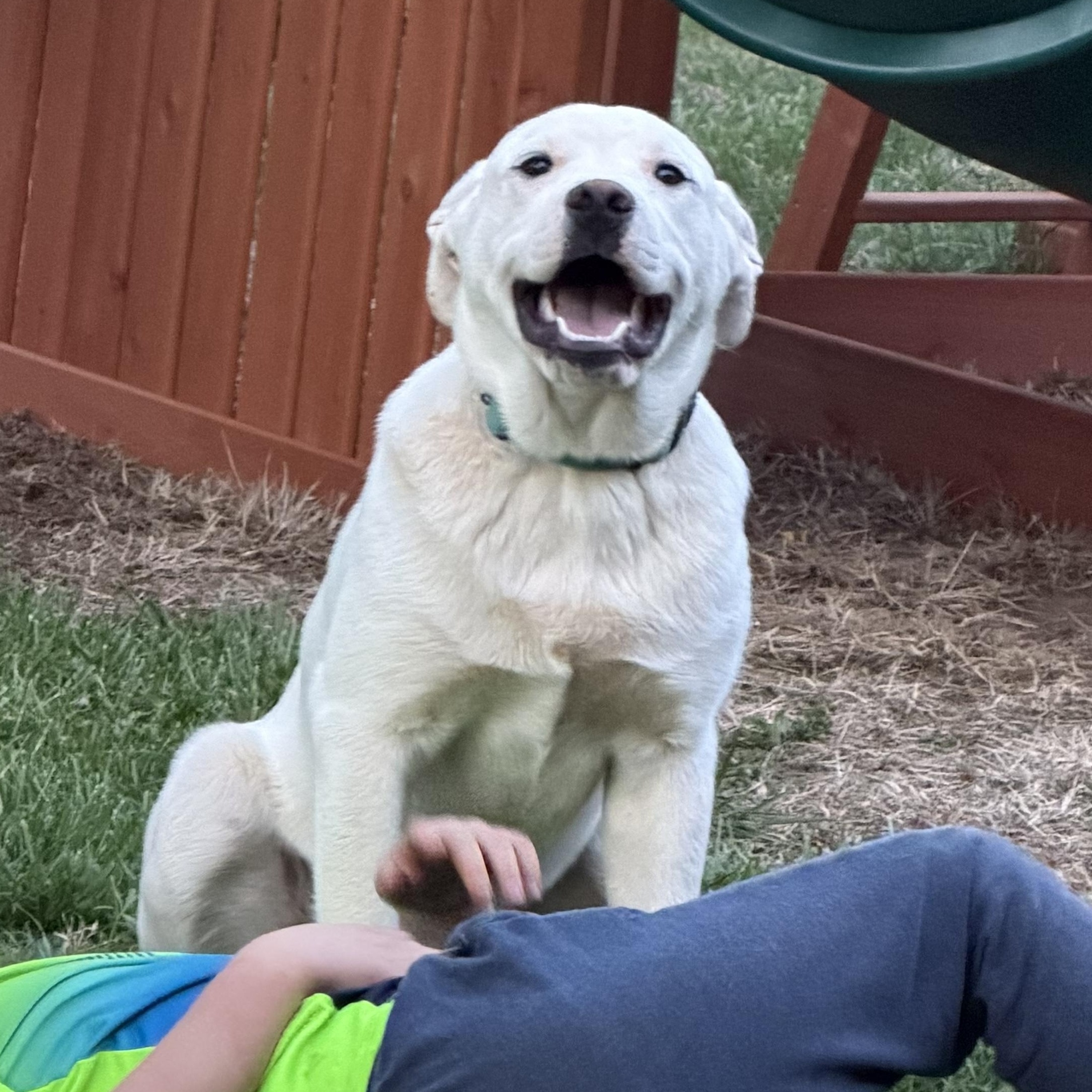 Enlarge Birch, a ADOPTABLE mixed breed in Copper Hill, VA image 1/4