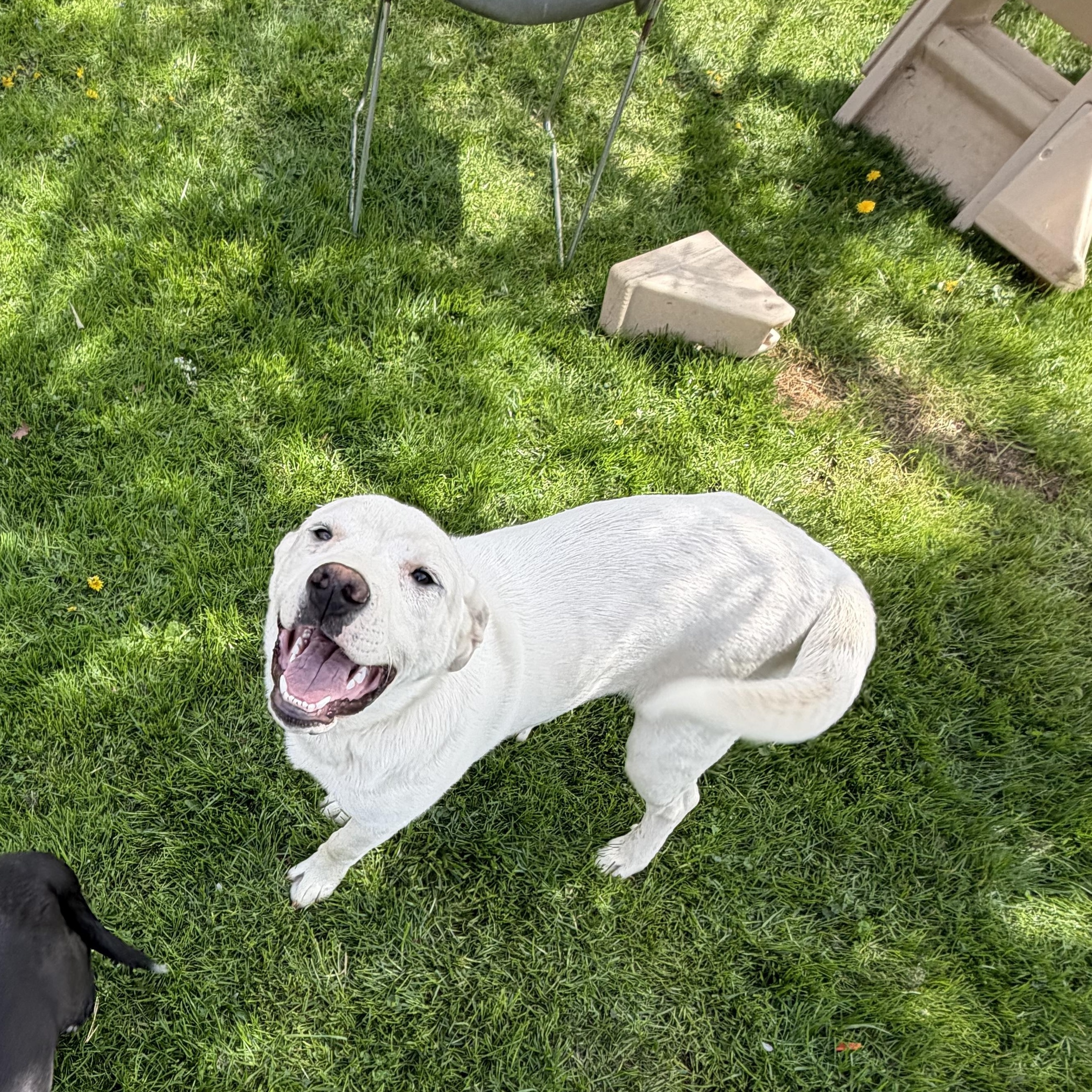 Enlarge Birch, a ADOPTABLE mixed breed in Copper Hill, VA image 3/4