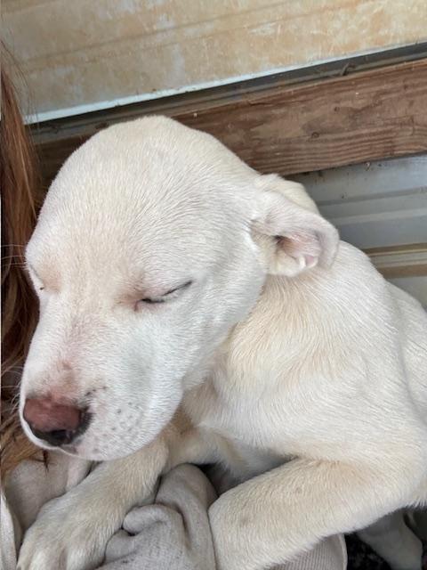 Enlarge Birch, a ADOPTABLE mixed breed in Copper Hill, VA image 2/5