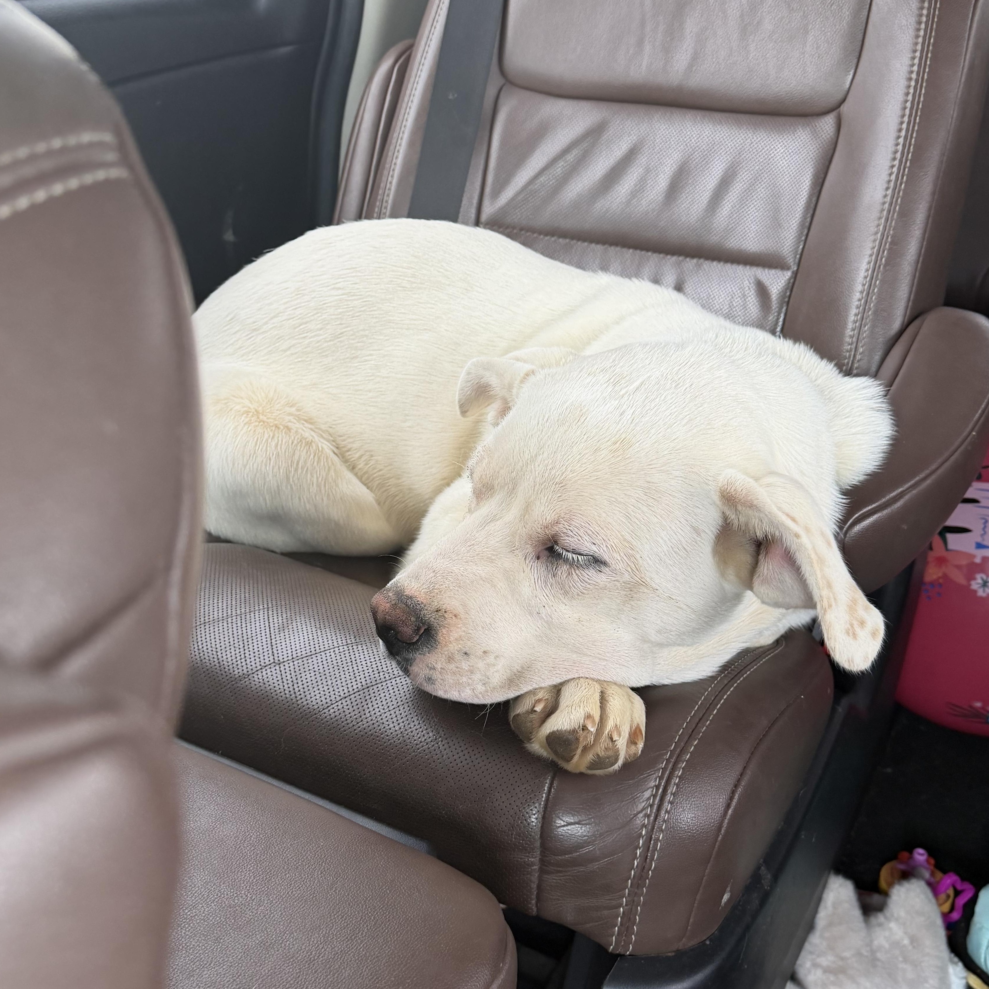 Enlarge Birch, a ADOPTABLE mixed breed in Copper Hill, VA image 2/4