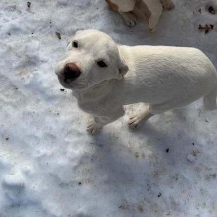 Enlarge Birch, a ADOPTABLE mixed breed in Copper Hill, VA image 4/5