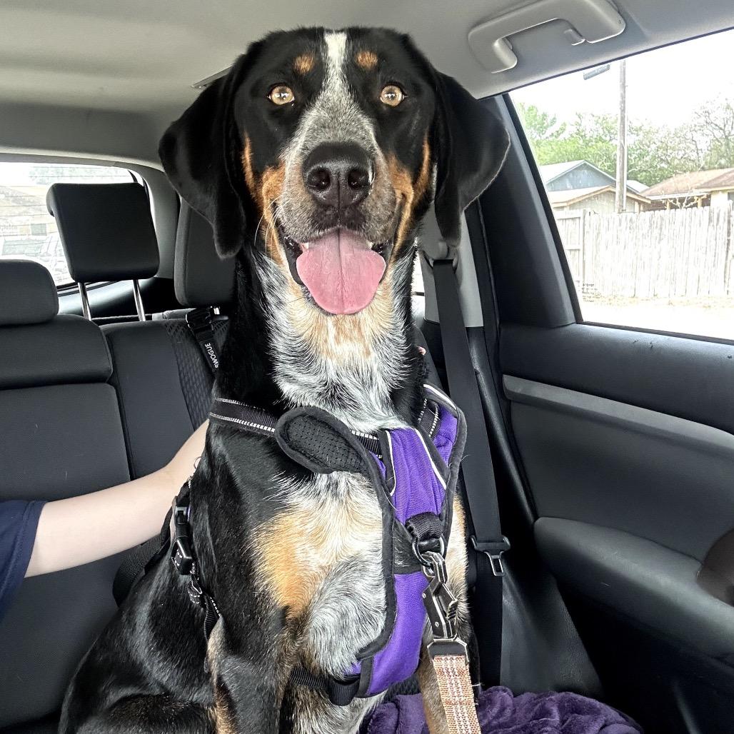 Jinx, Adoptable, Young Female Bluetick Coonhound.