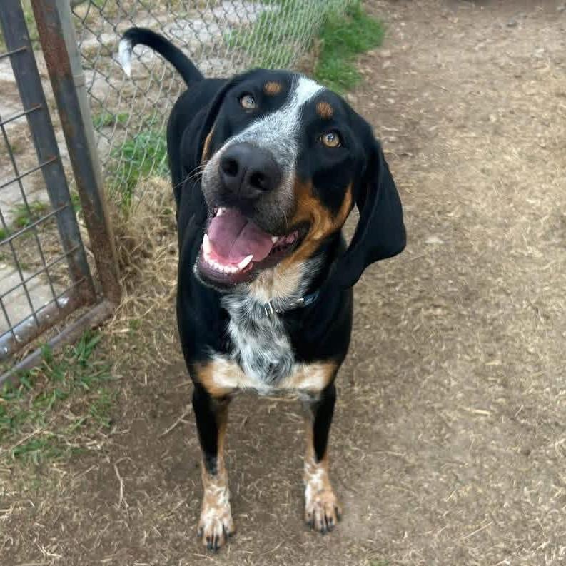 Jinx, a Adoptable Bluetick Coonhound in Austin, TX image 2/2