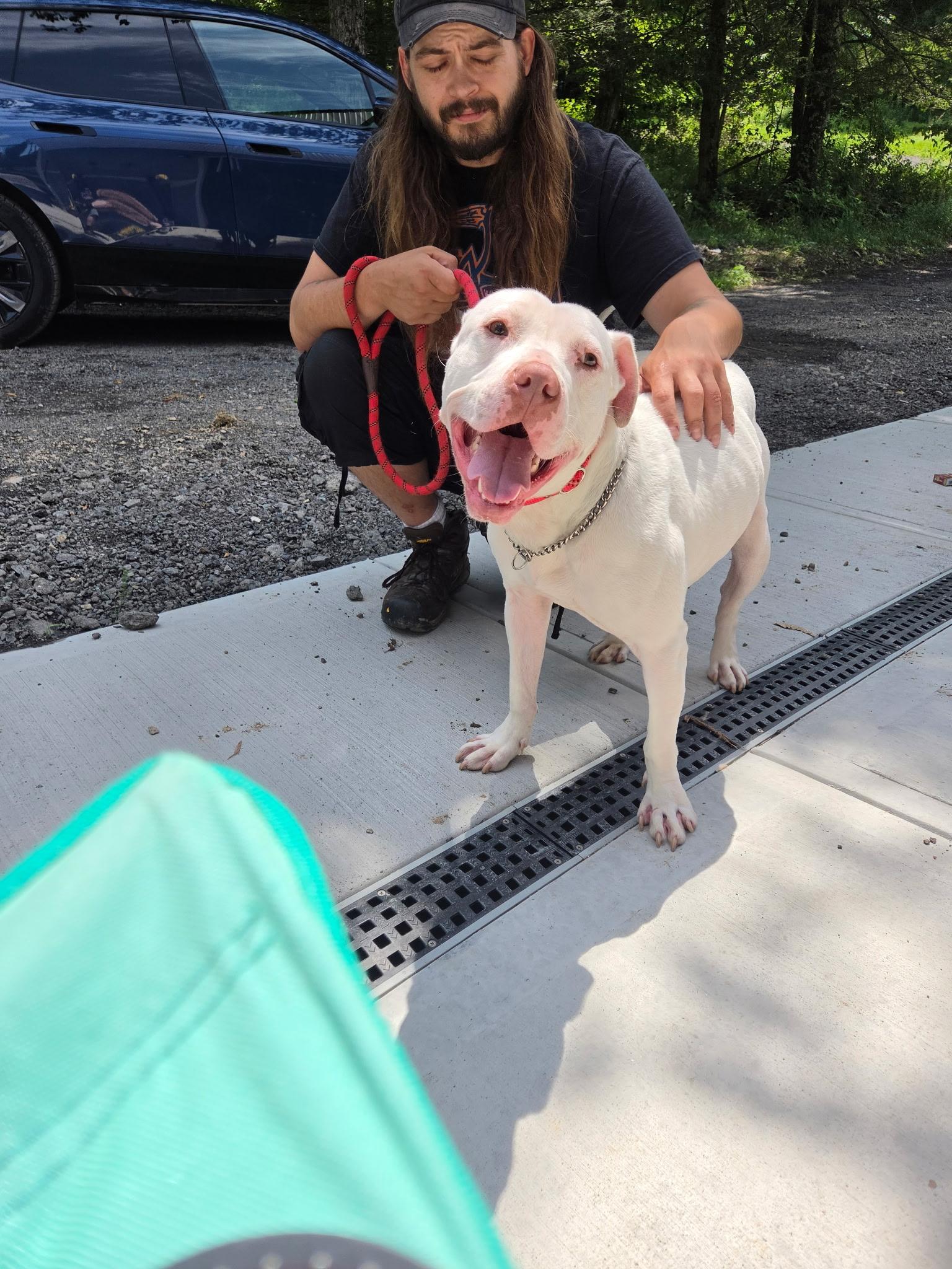 Enlarge Johnny, a ADOPTABLE American Bully in North Abington Township, PA image 1/1