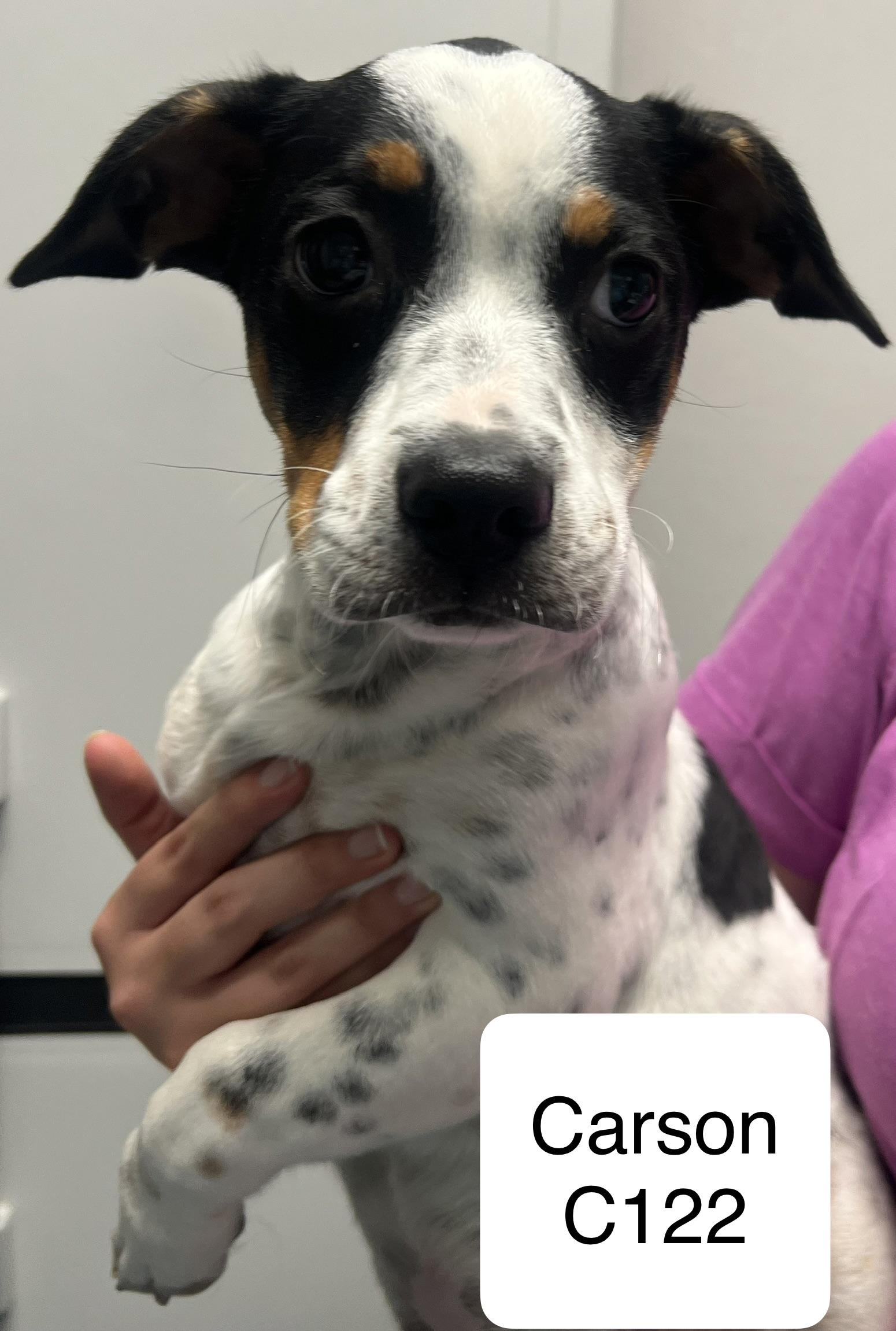 Enlarge Carson, a Adopted mixed breed in Morganton, NC image 1/1