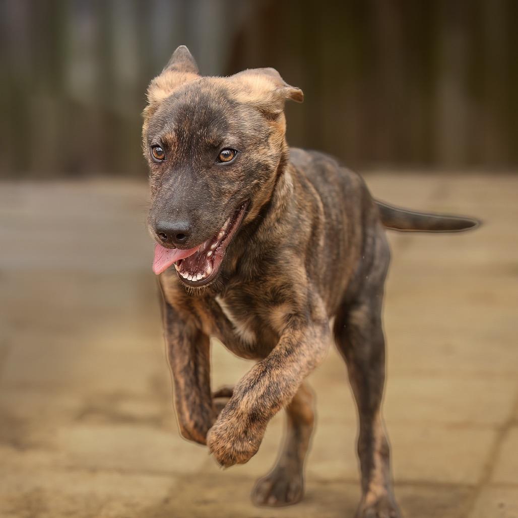 Fig Newton, Adoptable, Young Male Retriever & Mixed Breed.