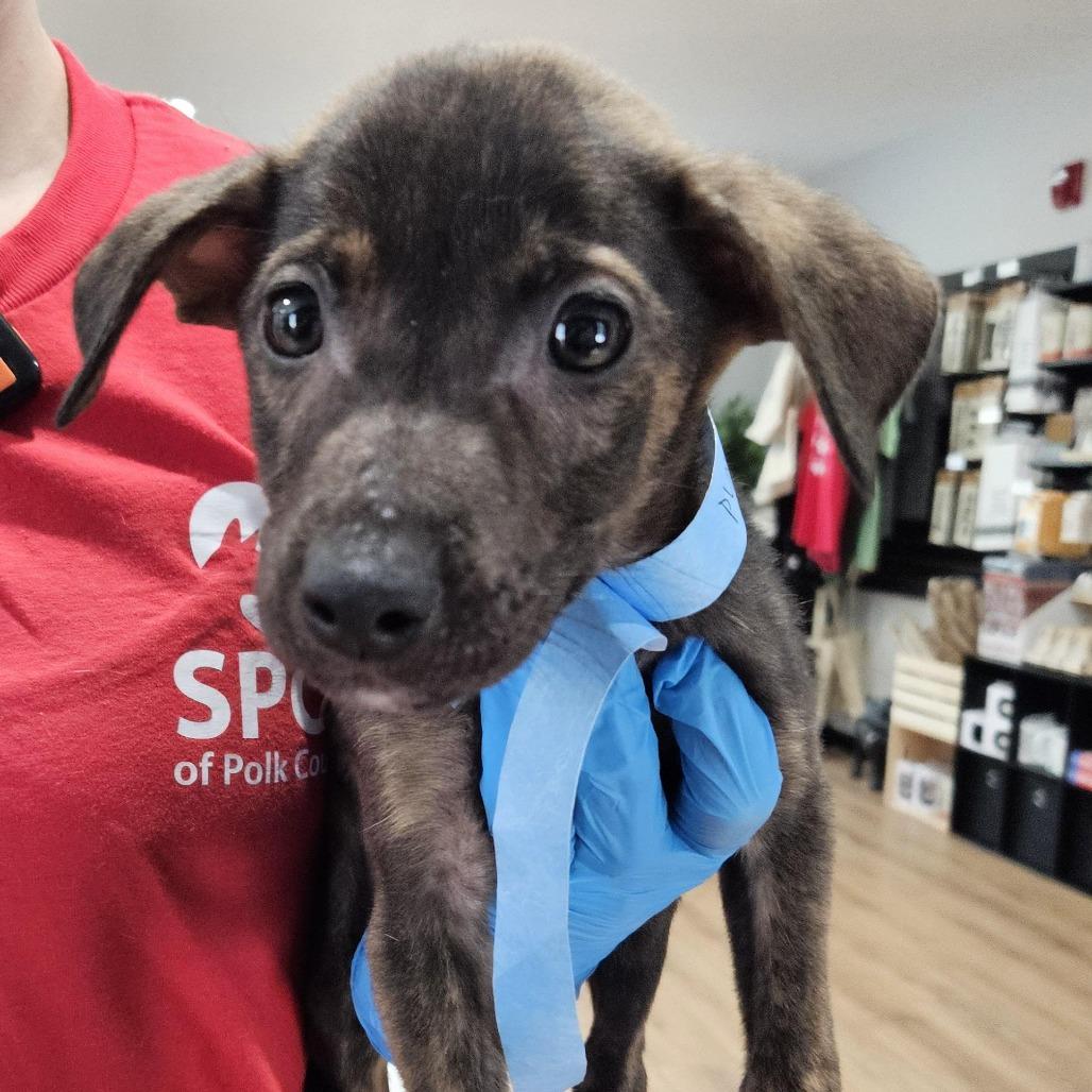 Enlarge Fig Newton, a Adoptable mixed breed in Livingston, TX image 2/6