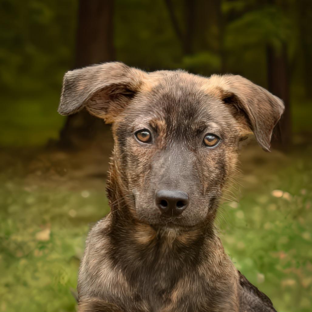 Fig Newton, a Adoptable mixed breed in Livingston, TX image 3/6