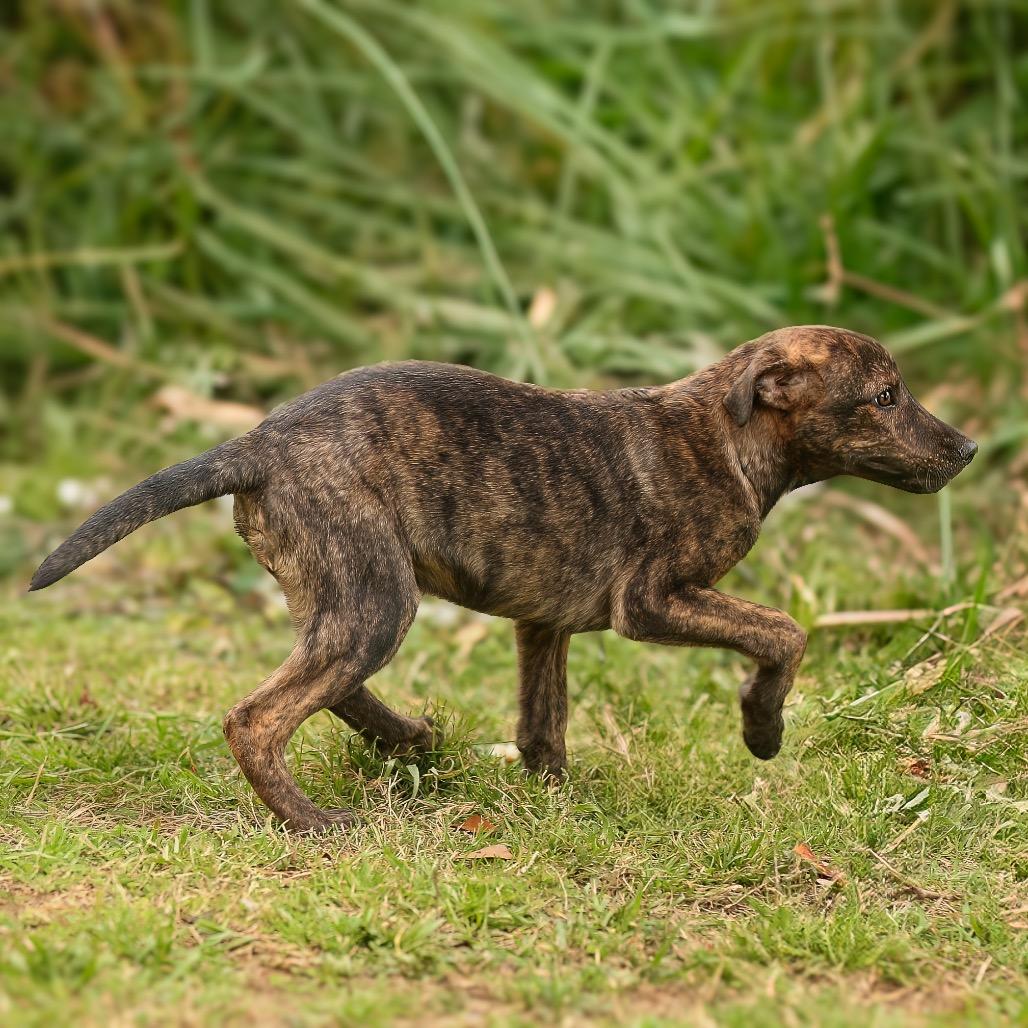 Enlarge Fig Newton, a Adoptable mixed breed in Livingston, TX image 3/6