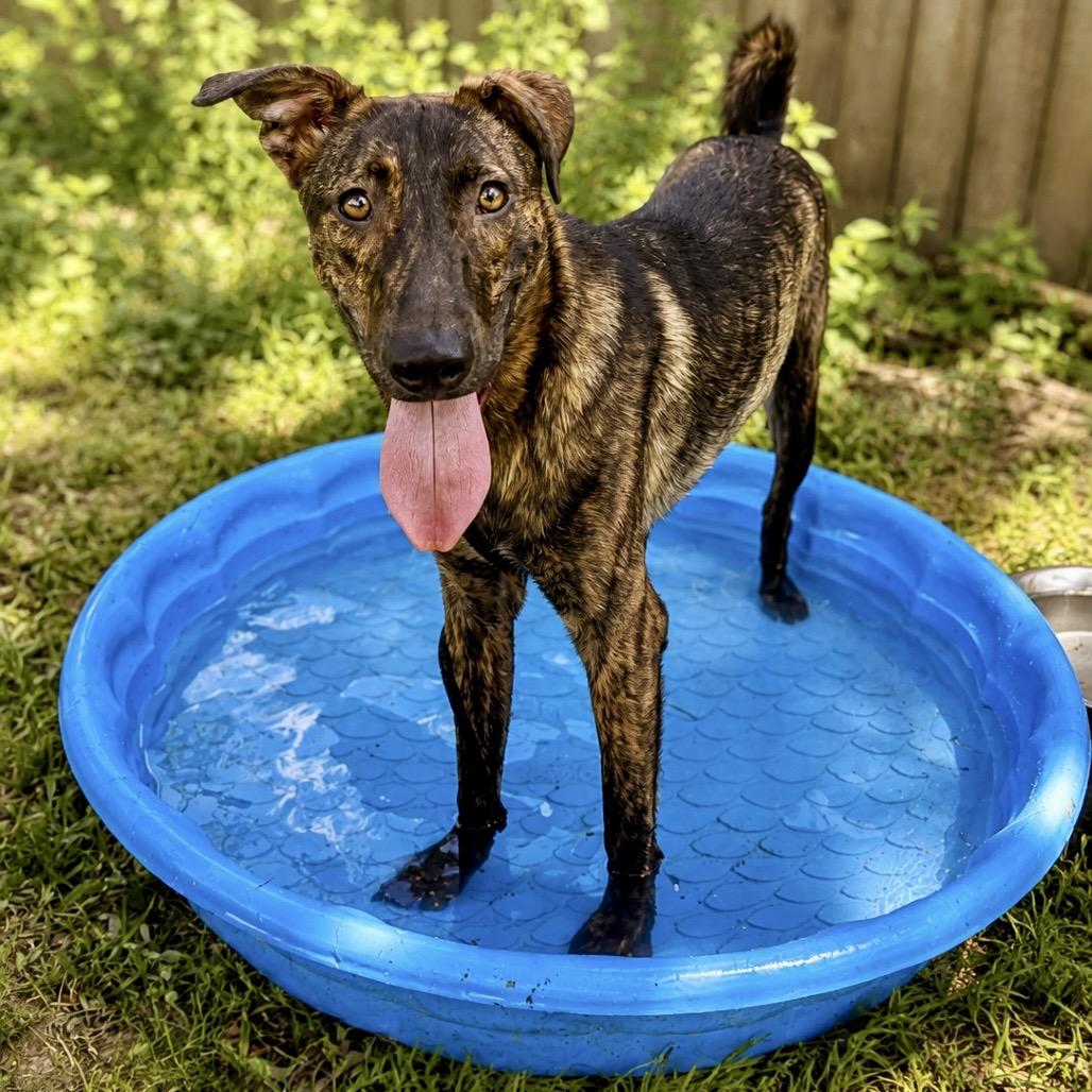 Enlarge Fig Newton, a Adoptable mixed breed in Livingston, TX image 5/6