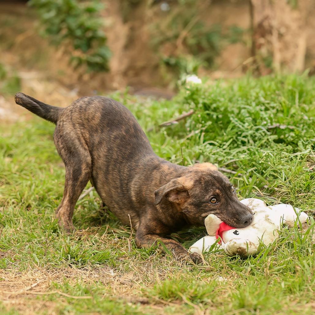 Enlarge Fig Newton, a Adoptable mixed breed in Livingston, TX image 4/6