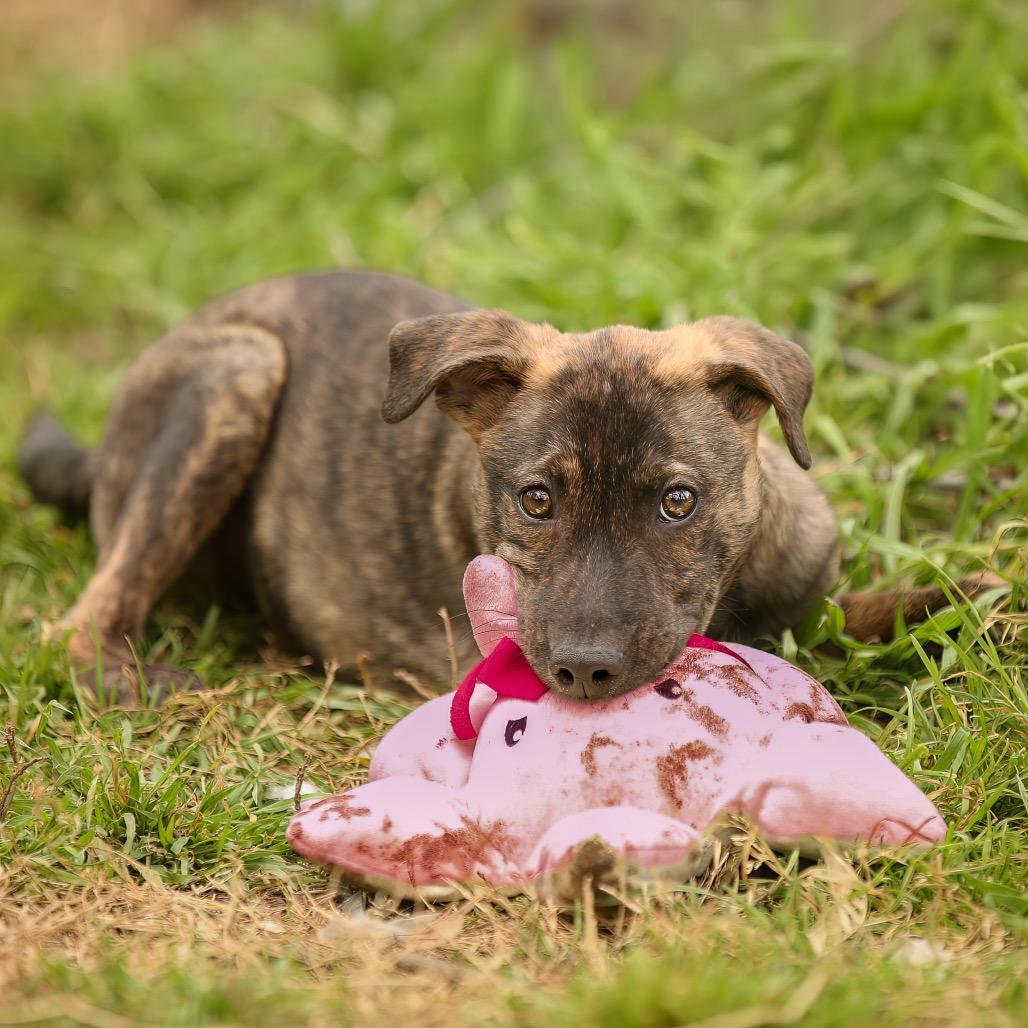 Fig Newton, a Adoptable mixed breed in Livingston, TX image 5/6