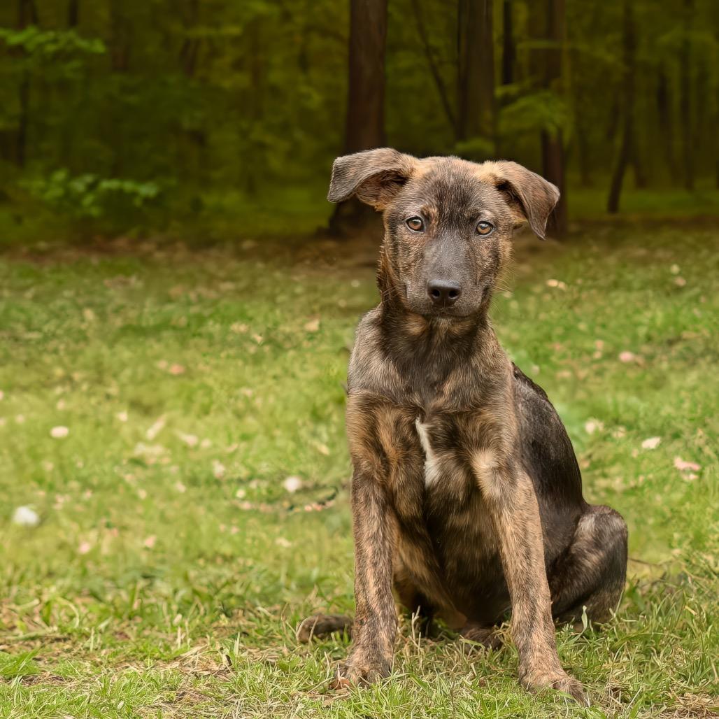 Enlarge Fig Newton, a Adoptable mixed breed in Livingston, TX image 6/6
