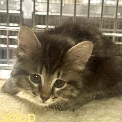 Scallop, Adopted, Kitten Female Domestic Medium Hair.