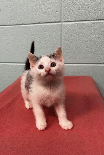 Gaston, Adoptable, Adult Male Domestic Short Hair & Domestic Short Hair.