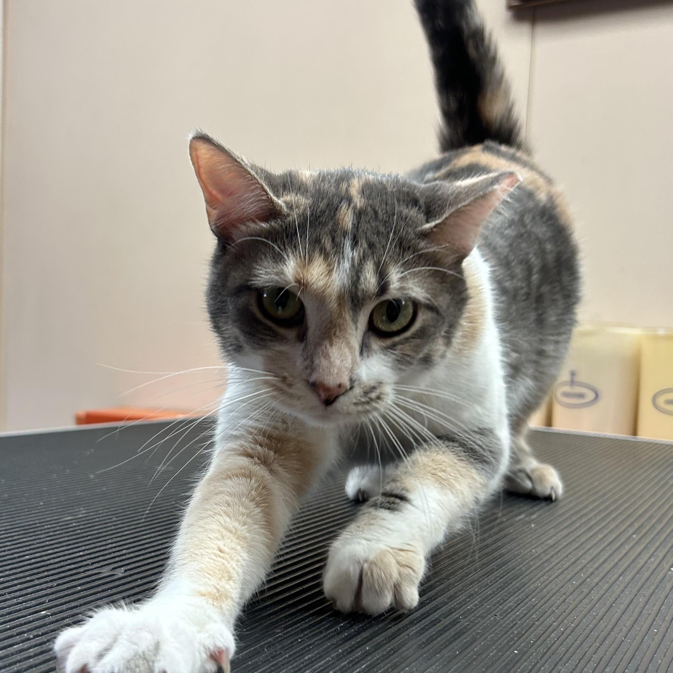 Opal, Adoptable, Young Female Domestic Short Hair.