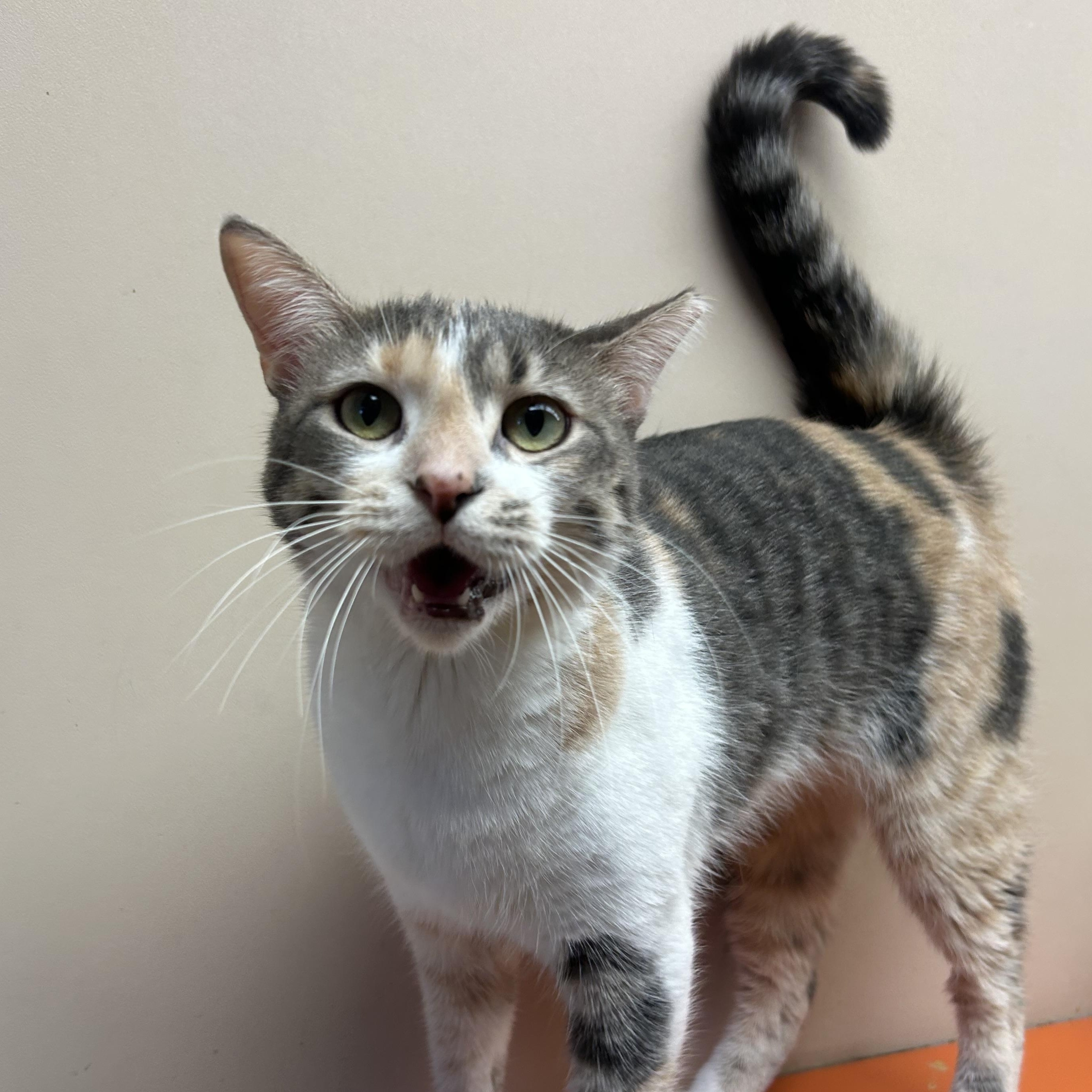 Enlarge Opal, a Adoptable Domestic Short Hair in Toledo, OH image 3/3