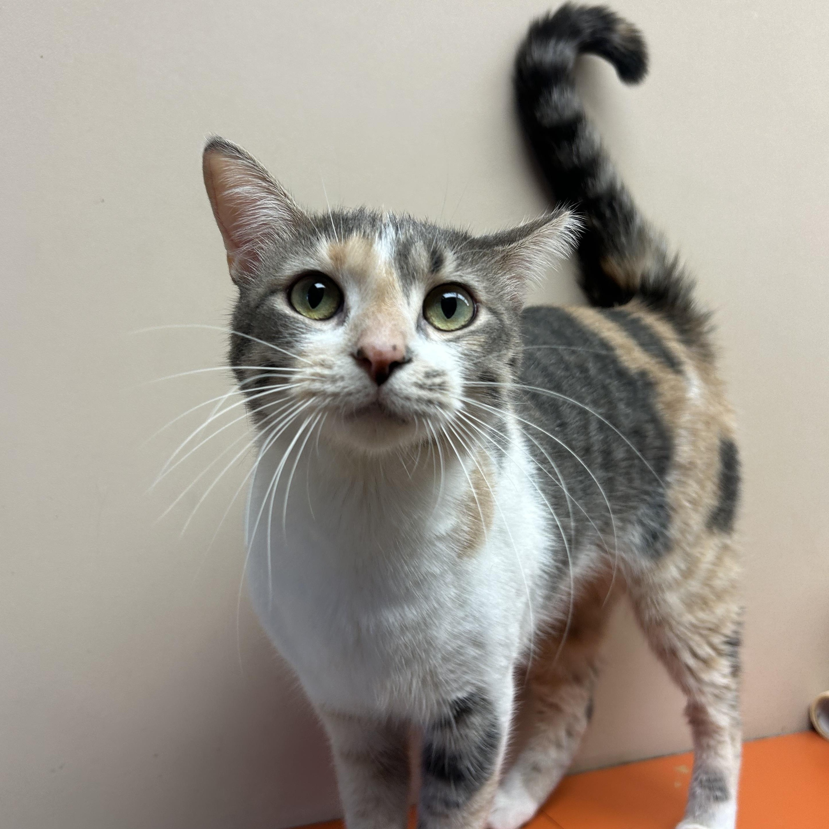 Enlarge Opal, a Adoptable Domestic Short Hair in Toledo, OH image 2/3