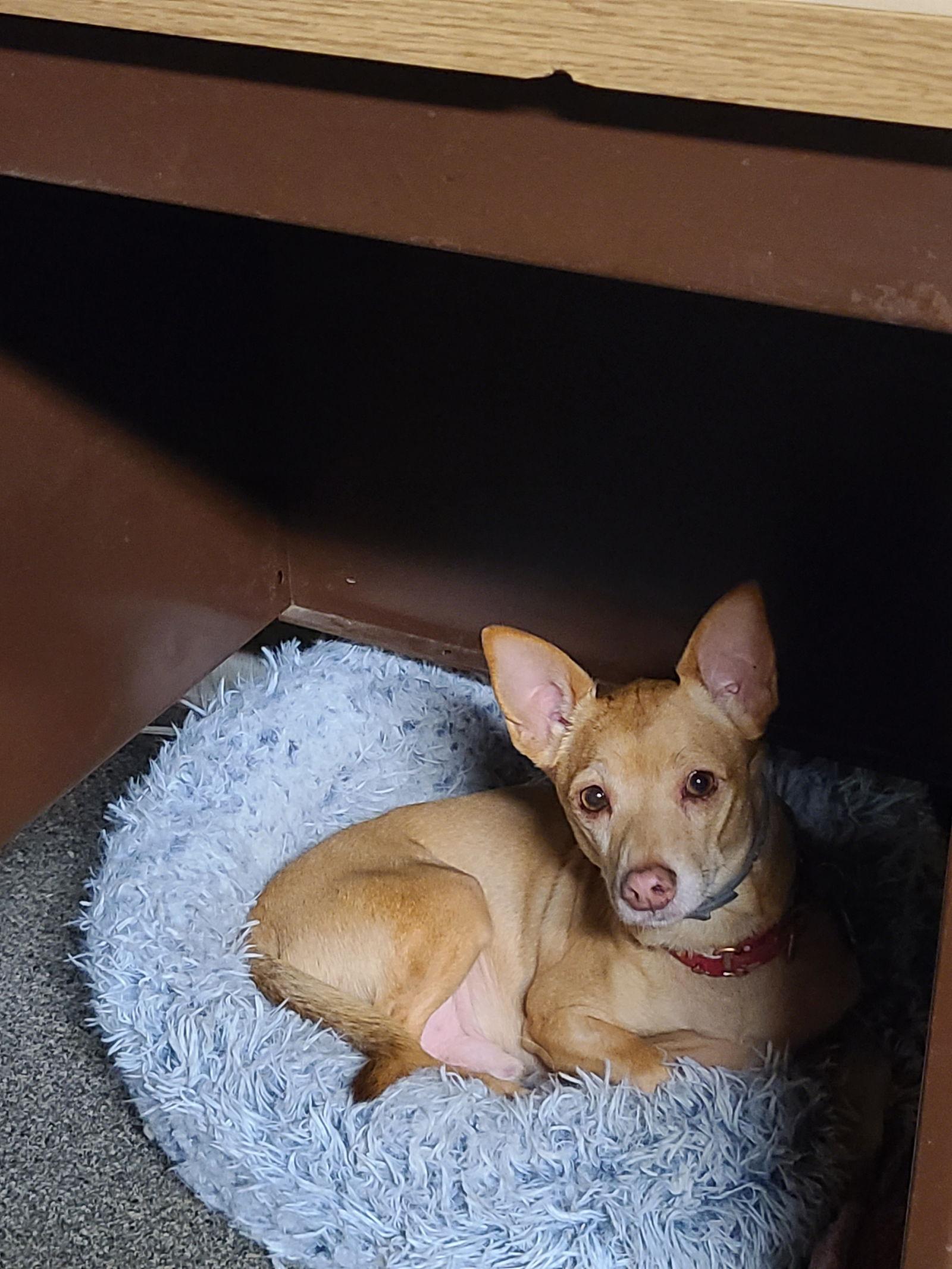 Sam, Adoptable, Adult Male Chihuahua & Rat Terrier.