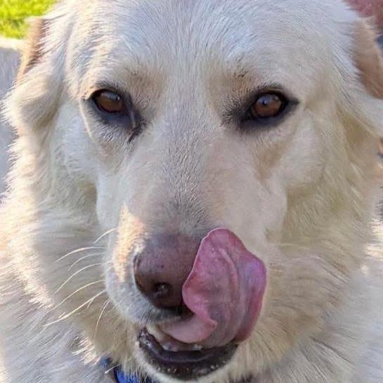 Enlarge Cooper, a Adoptable mixed breed in Tacoma, WA image 1/6