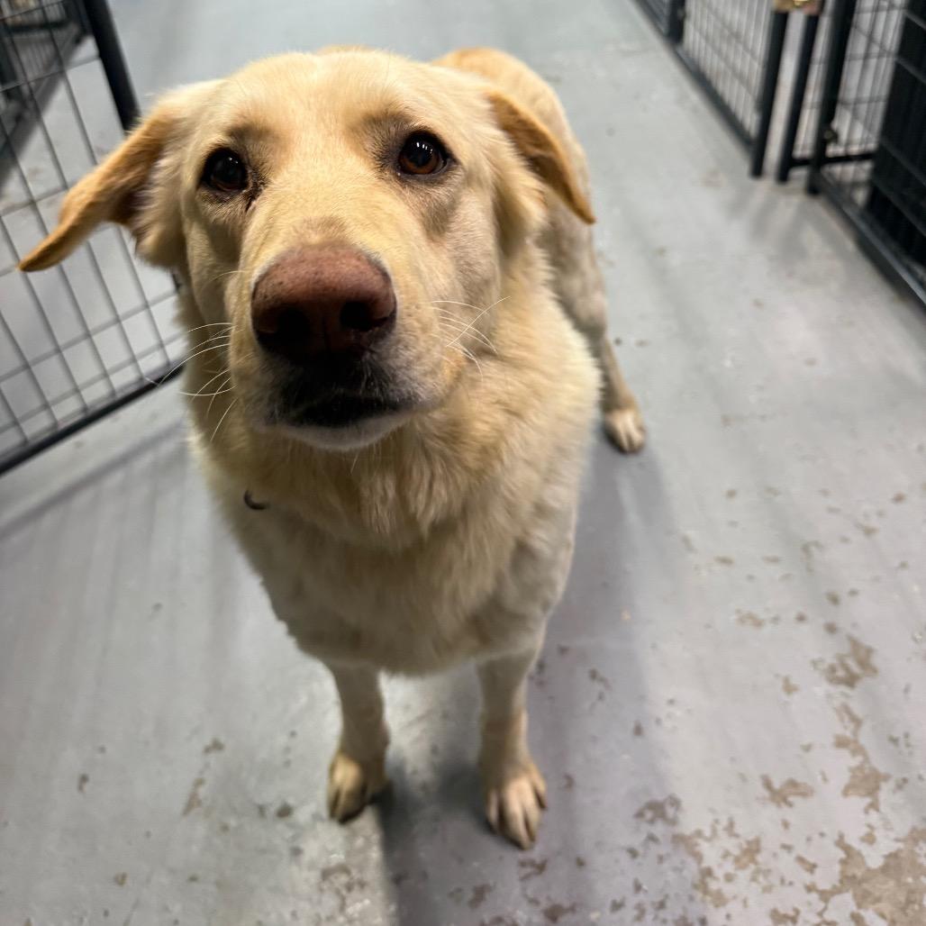 Enlarge Cooper, a Adoptable mixed breed in Tacoma, WA image 2/6