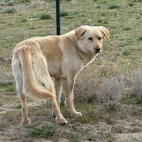 Enlarge Cooper, a Adoptable mixed breed in Tacoma, WA image 3/6
