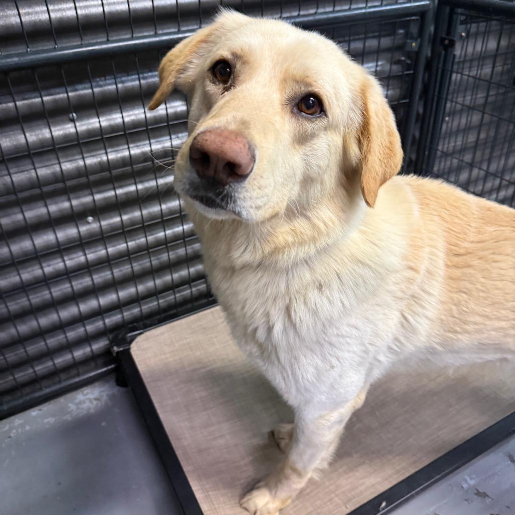 Enlarge Cooper, a Adoptable mixed breed in Tacoma, WA image 4/6