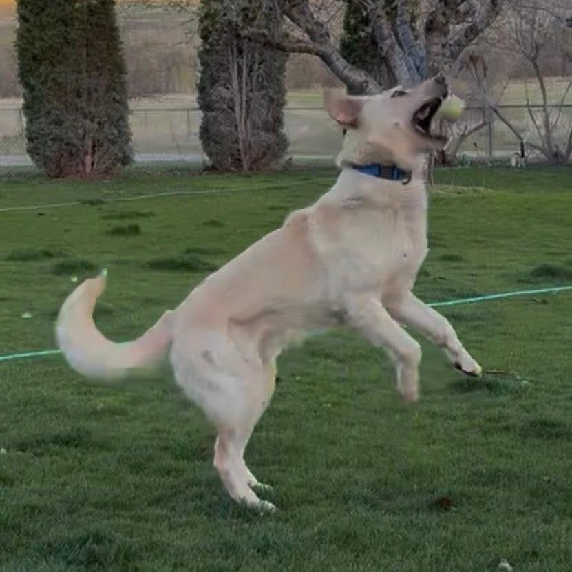 Enlarge Cooper, a Adoptable mixed breed in Tacoma, WA image 5/6