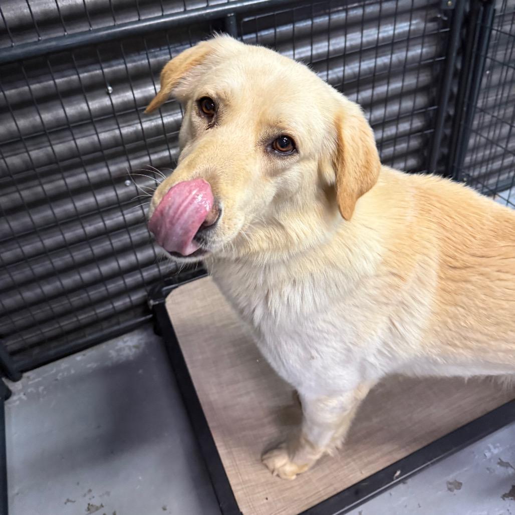 Enlarge Cooper, a Adoptable mixed breed in Tacoma, WA image 6/6