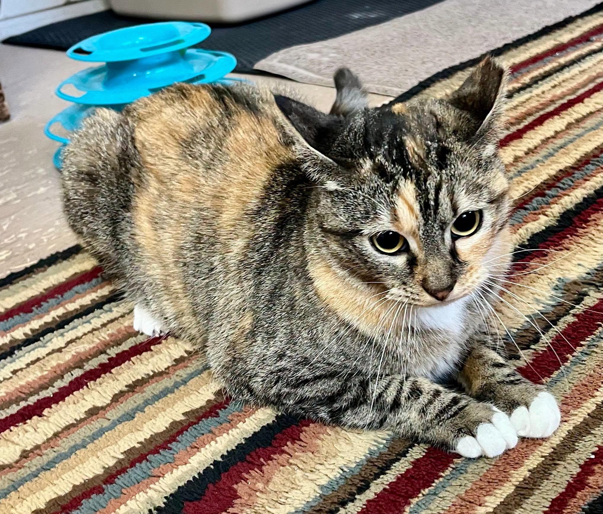 Enlarge Heart, a Adoptable Tortoiseshell in Leavenworth, KS image 1/1