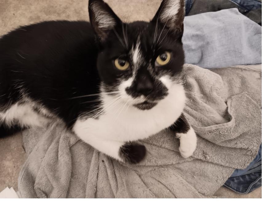 Grandpa, Adoptable, Adult Male American Shorthair.