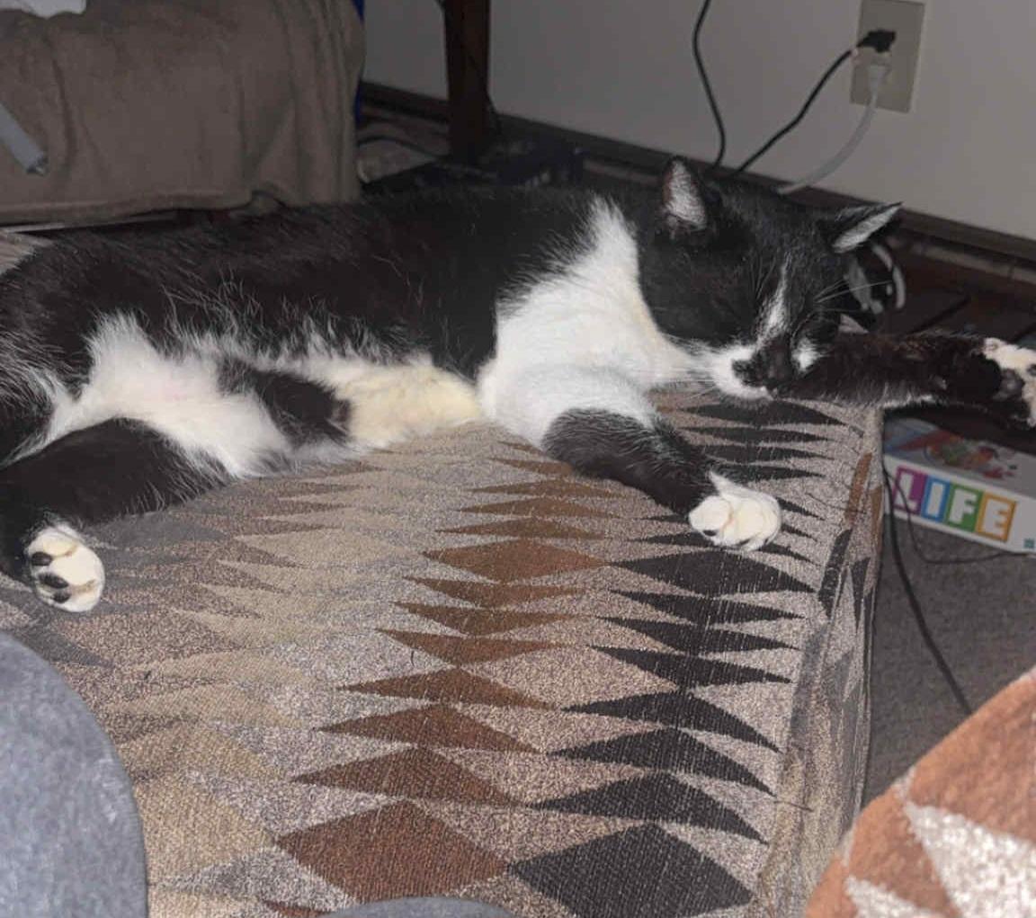 Grandpa, a Adoptable American Shorthair in Massillon, OH image 2/2