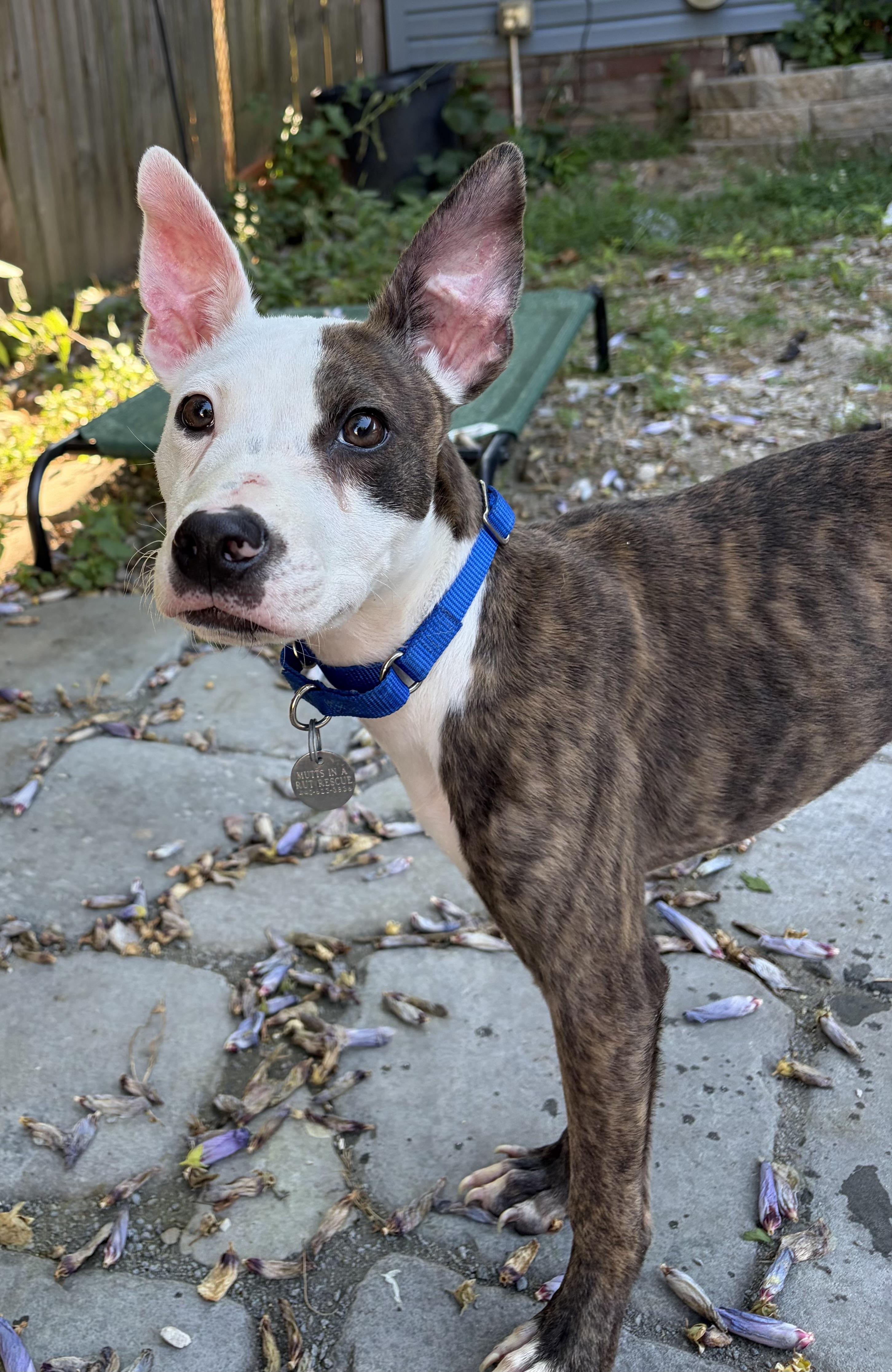 Frankie, a ADOPTABLE mixed breed in Cleveland, OH image 4/6