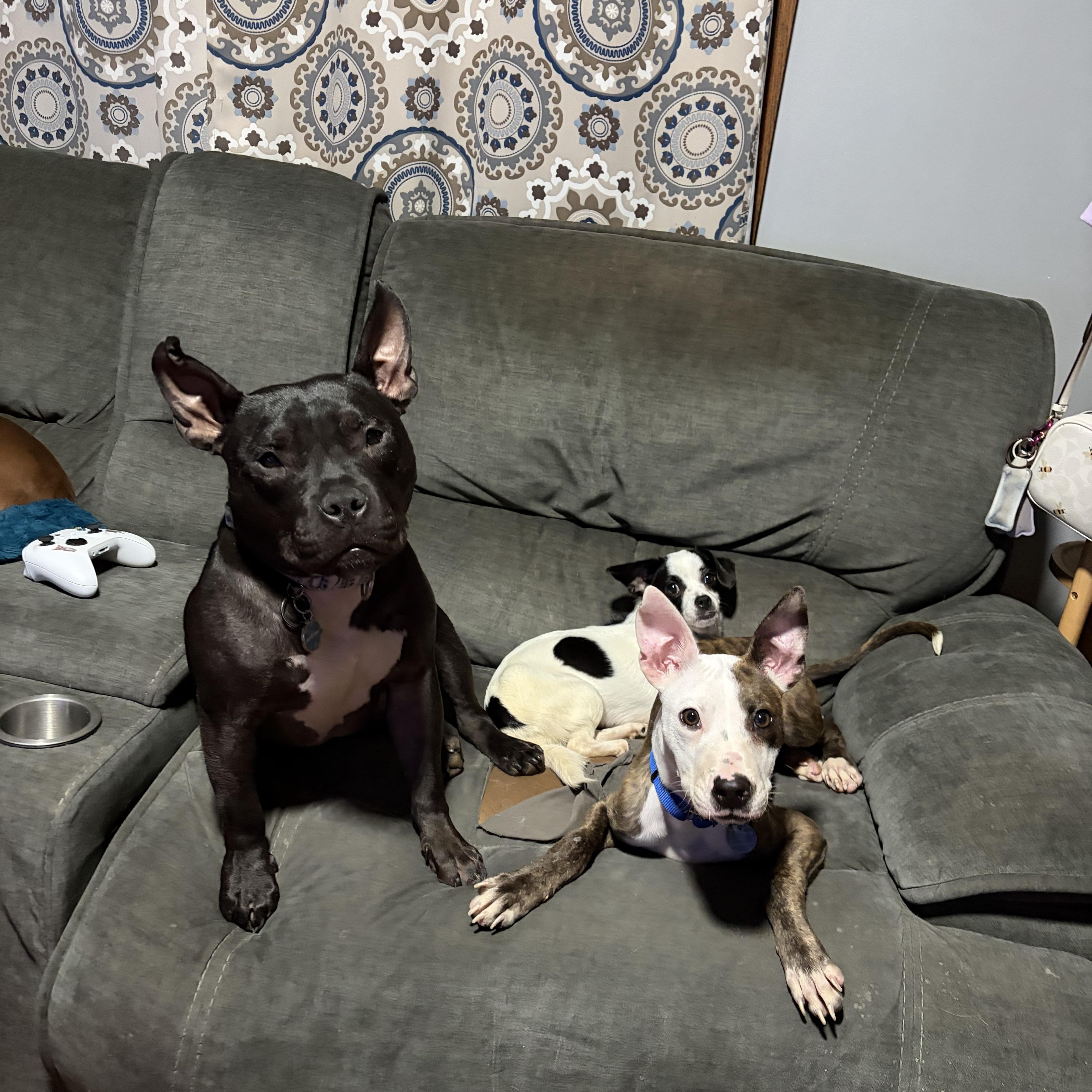 Frankie, a ADOPTABLE mixed breed in Cleveland, OH image 2/6