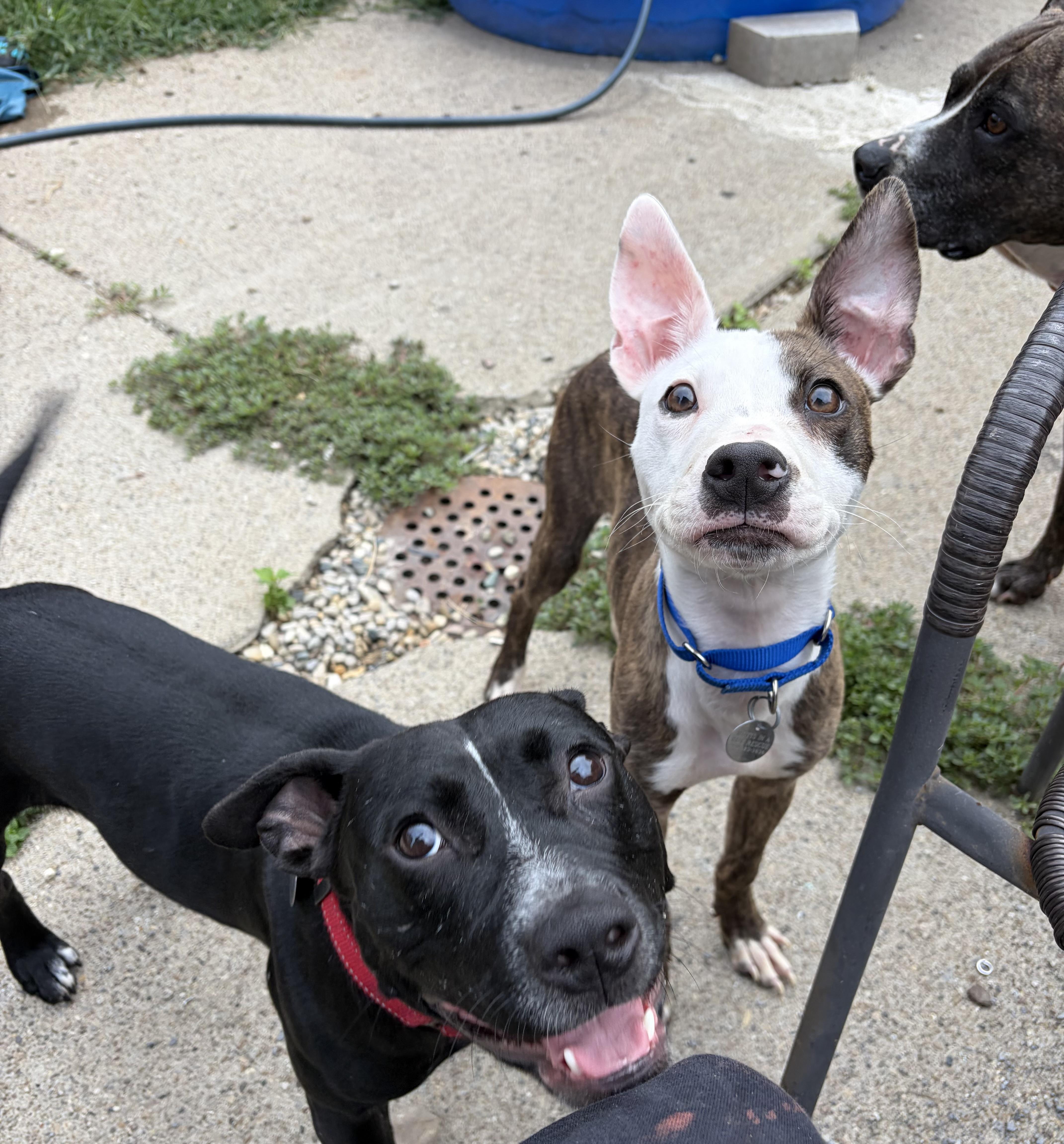 Frankie, a ADOPTABLE mixed breed in Cleveland, OH image 5/6
