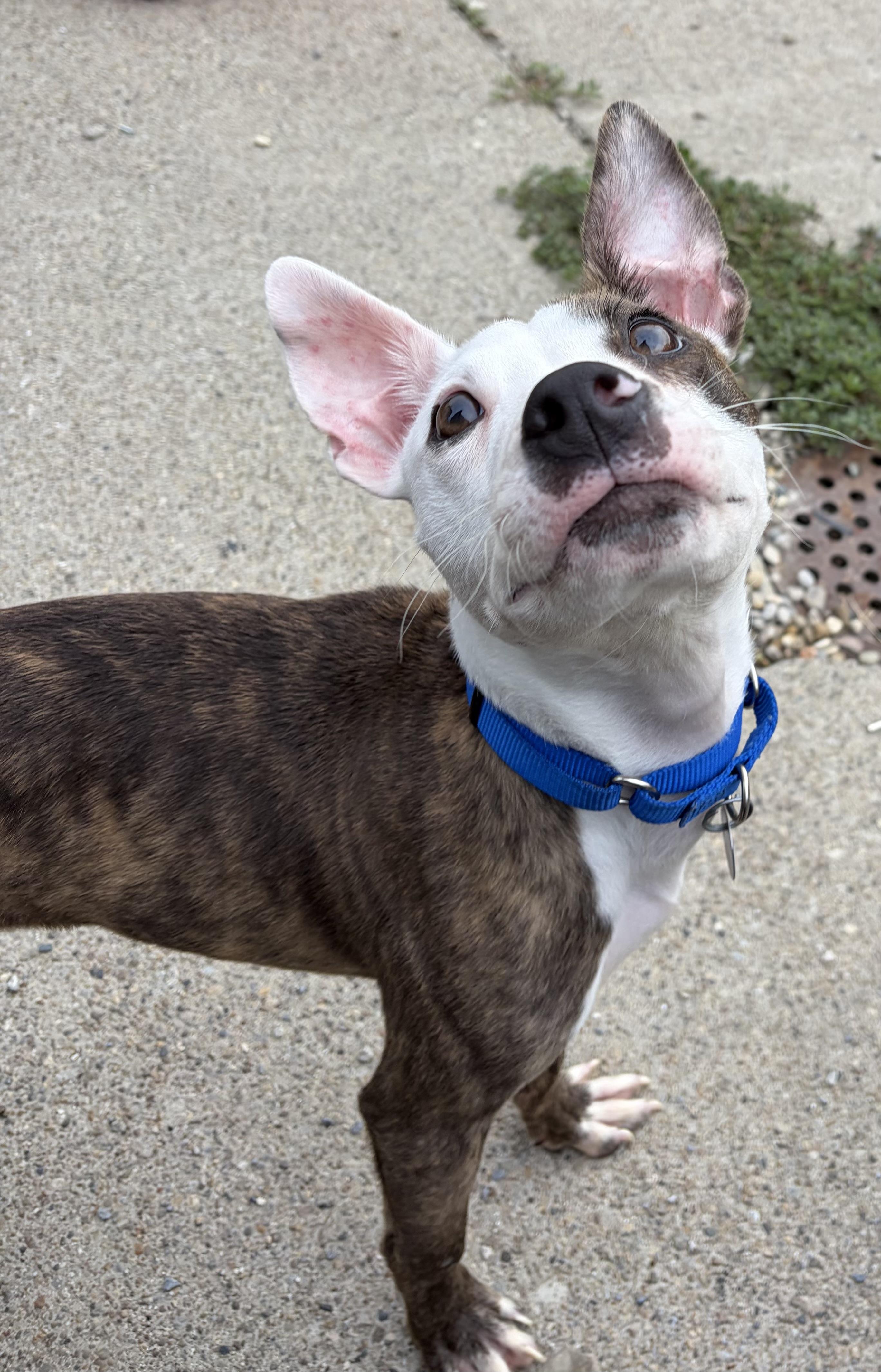 Frankie, ADOPTABLE, Puppy Male Pit Bull Terrier.