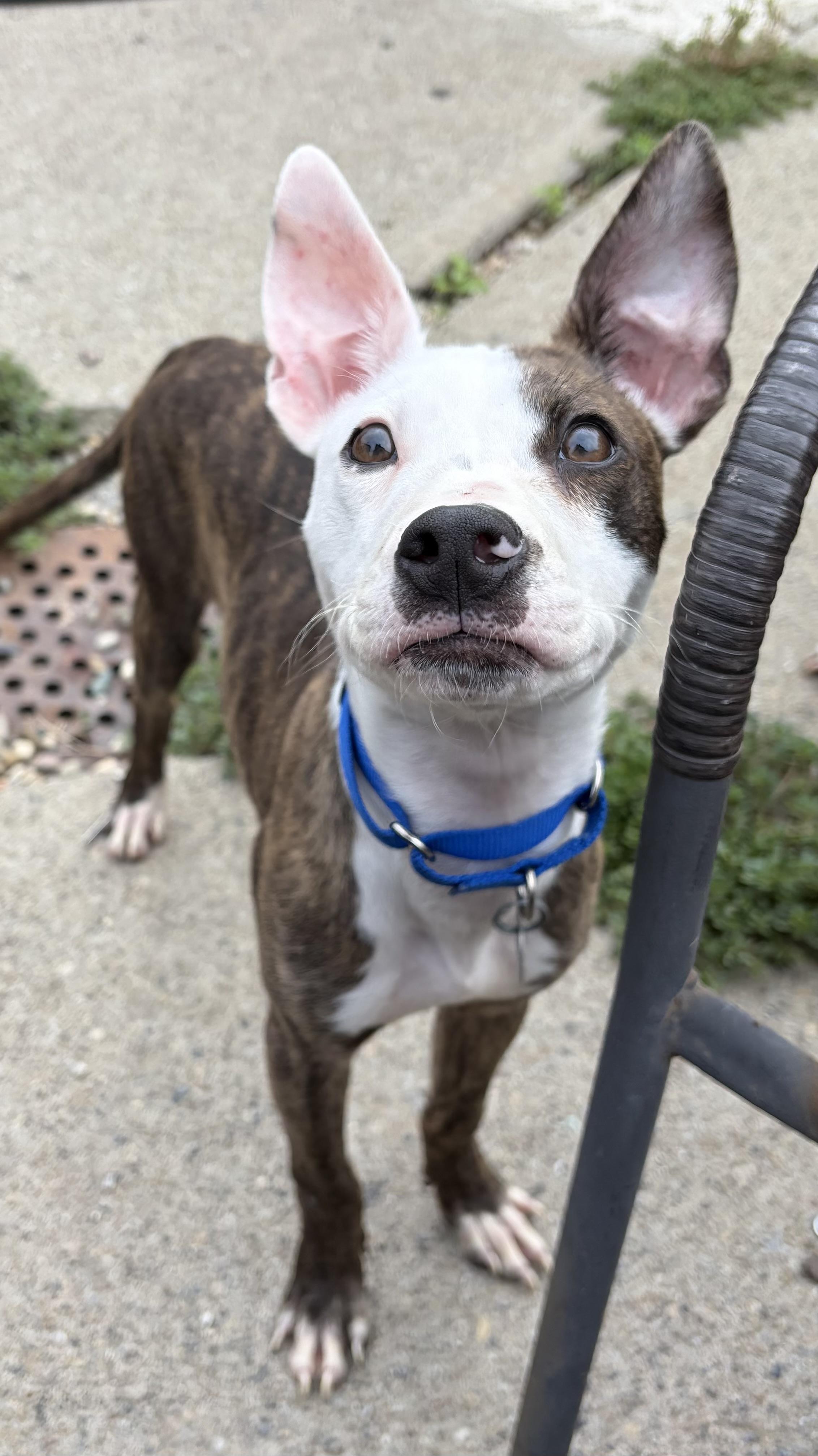 Frankie, a ADOPTABLE mixed breed in Cleveland, OH image 6/6