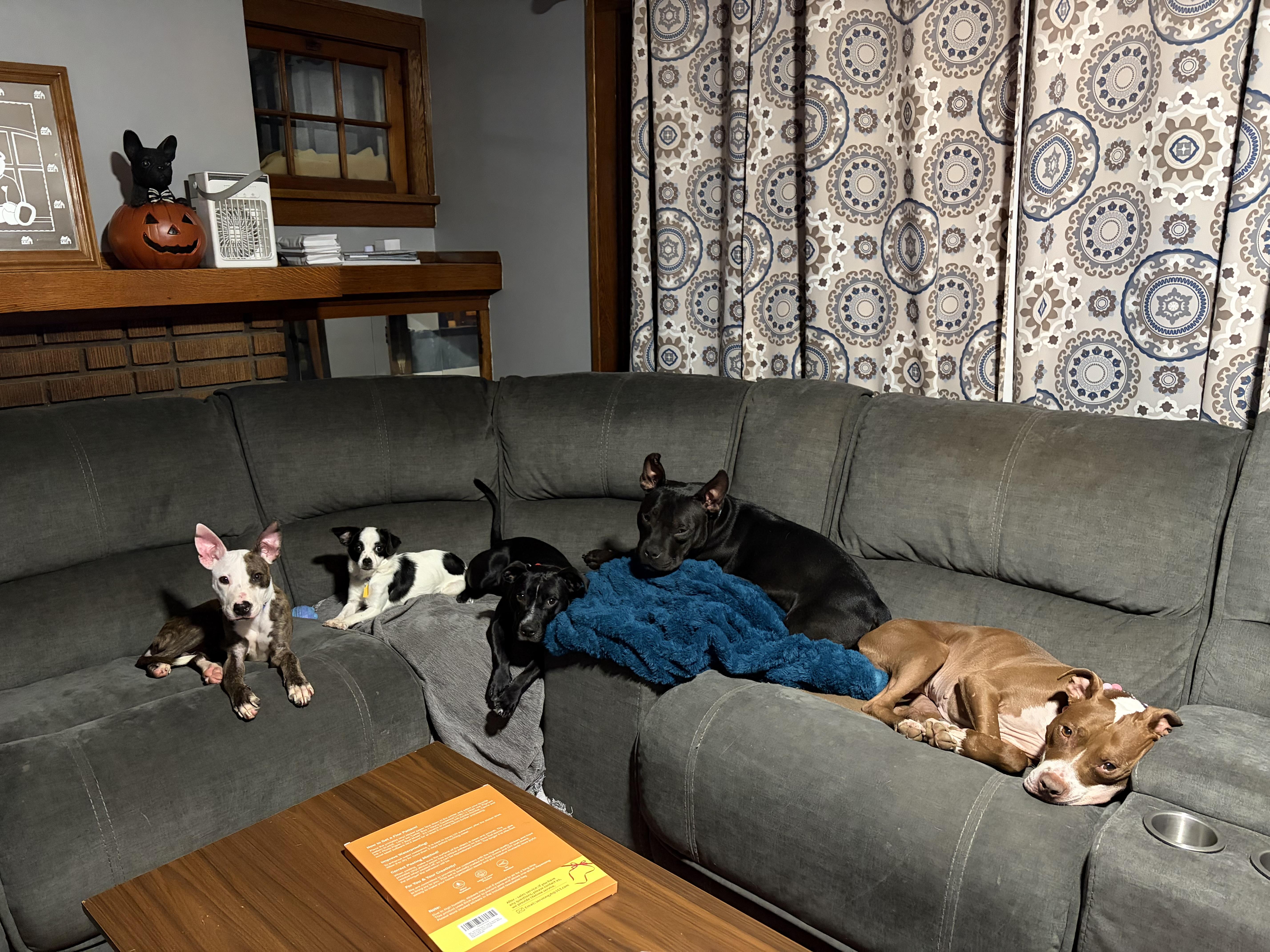 Frankie, a ADOPTABLE mixed breed in Cleveland, OH image 3/6
