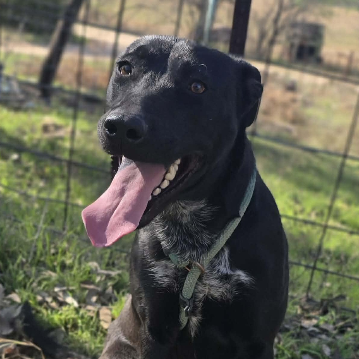 Puddin Pop-fostered in Texas, transport available