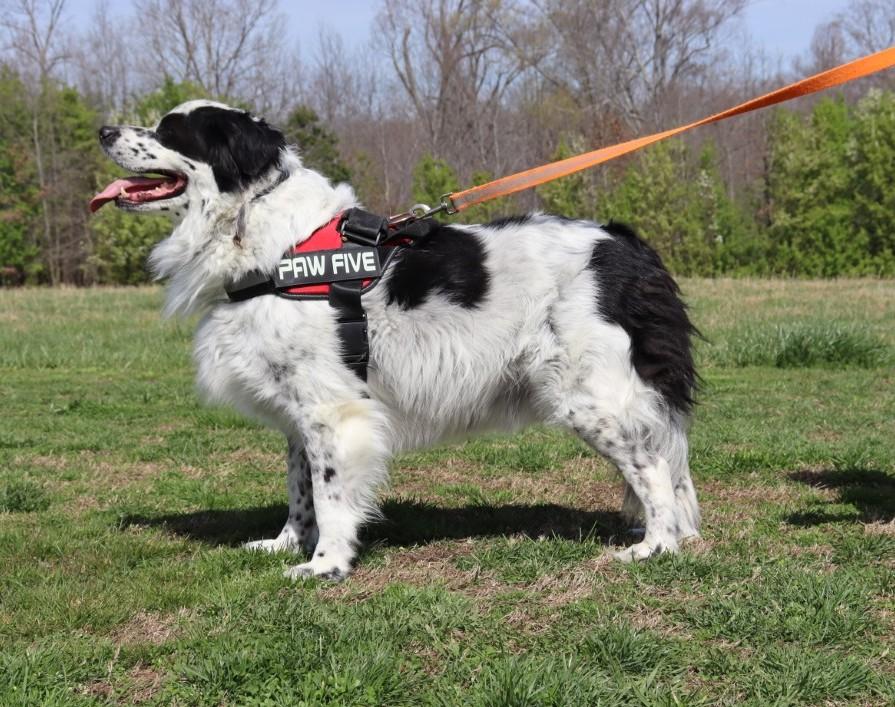 Enlarge Luka, a ADOPTABLE mixed breed in Hagerstown, MD image 4/6