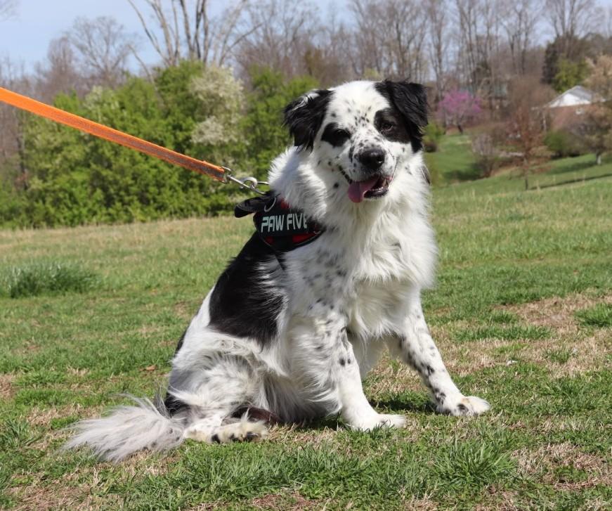 Enlarge Luka, a ADOPTABLE mixed breed in Hagerstown, MD image 3/6