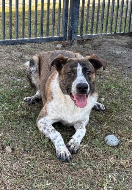 SIMON, Adoptable, Young Male Hound & Collie.