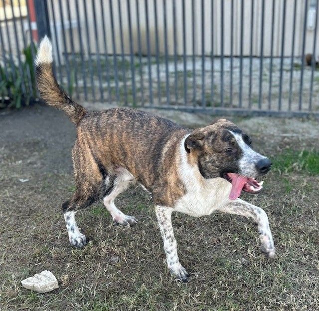 SIMON, a Adoptable mixed breed in Delano, CA image 2/3